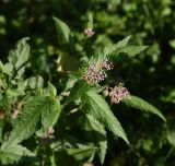 Eupatorium cannabinum. Верхушка расцветающего растения. Чечня, Шаройский р-н, нижняя часть долины р. Цесиахк, опушка лиственного леса. 09.08.2023.