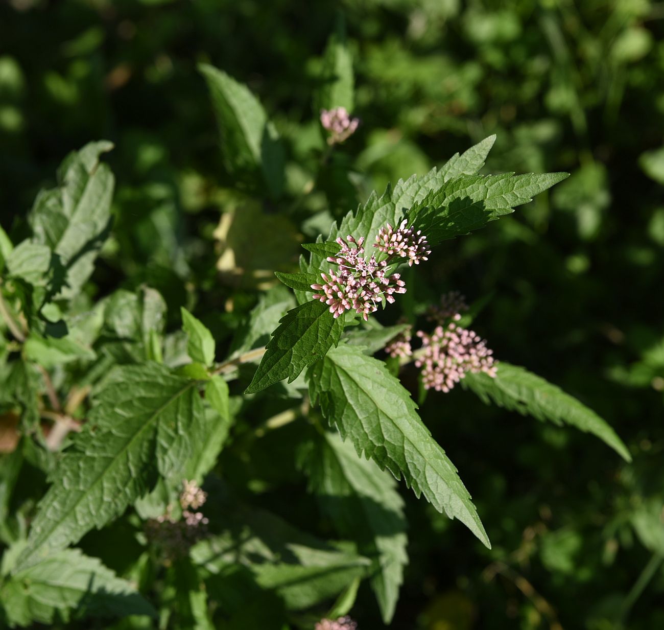 Изображение особи Eupatorium cannabinum.