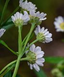 Achillea ptarmica подвид macrocephala. Соцветия (вид со стороны обёрток). Сахалин, Корсаковский гор. округ, мыс Великан, опушка смешанного леса. 25.08.2022.