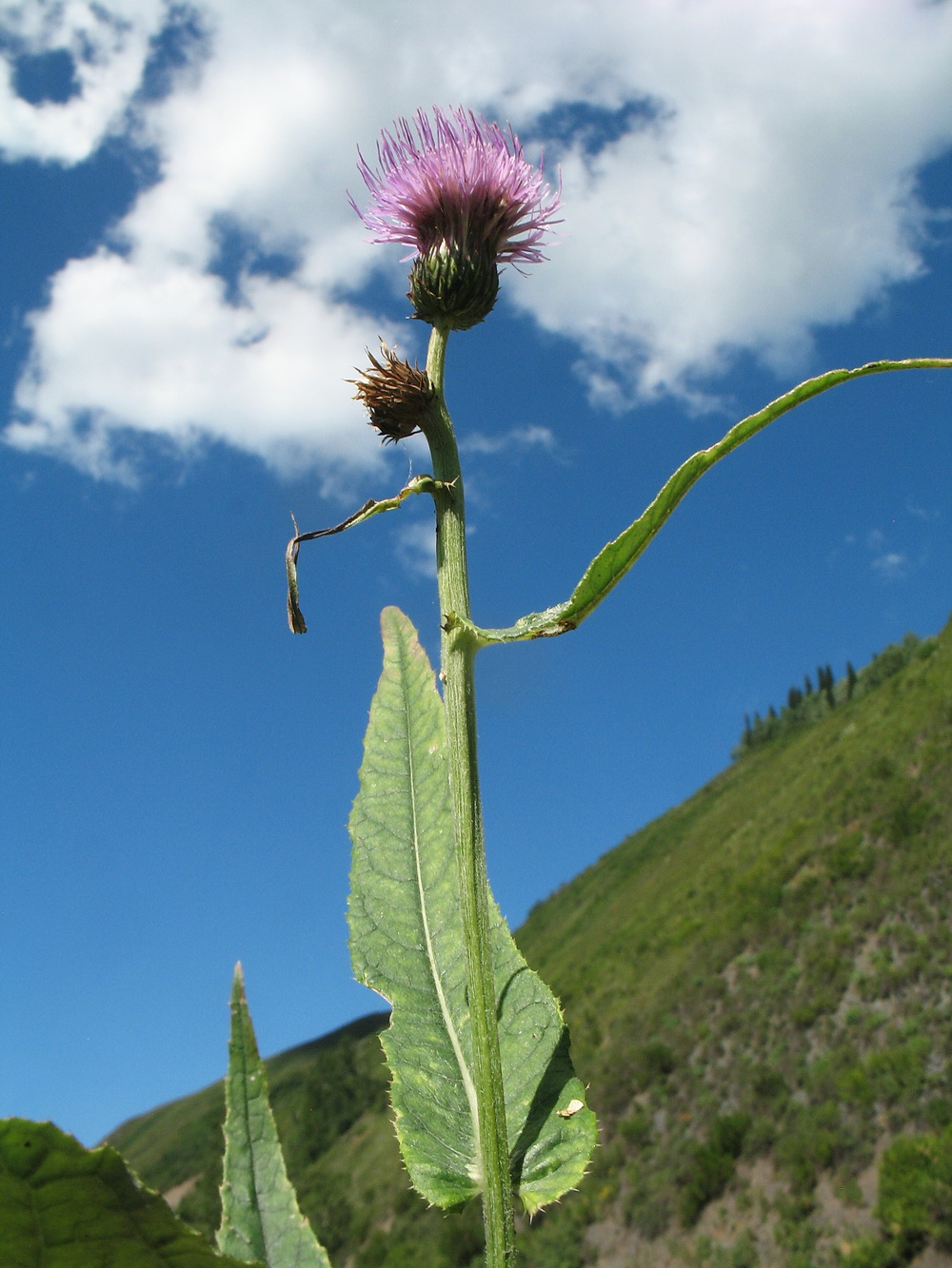 Image of Cirsium helenioides specimen.