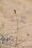 Carex physodes. Плодоносящее растение. Узбекистан, Каракалпакия, Чилпык-Кала, песчаный участок. 11 апреля 2023 г.