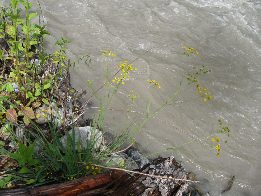 Image of Bupleurum woronowii specimen.