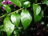 View full-size image genus Bougainvillea