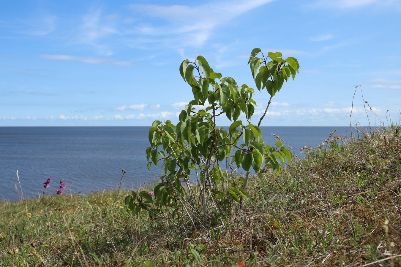 Изображение особи Syringa vulgaris.