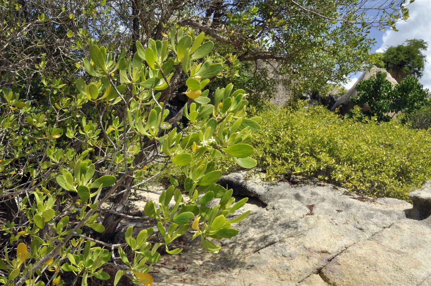 Image of Lumnitzera racemosa specimen.