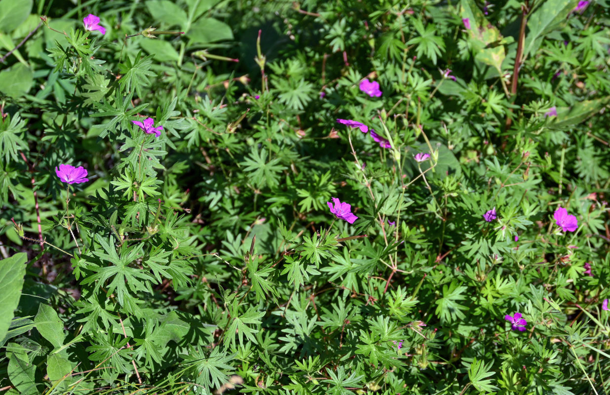 Изображение особи Geranium sanguineum.