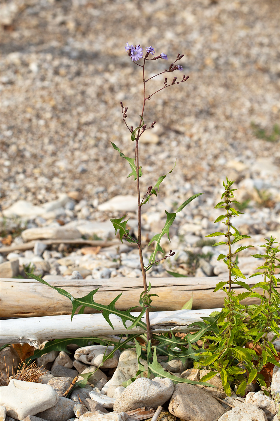 Image of Lactuca tatarica specimen.