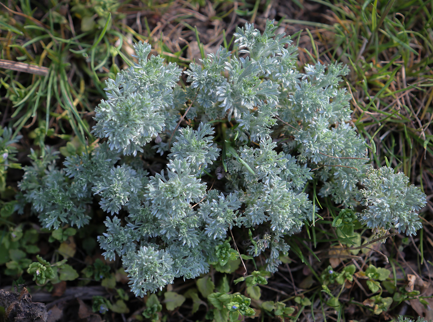 Изображение особи Artemisia austriaca.