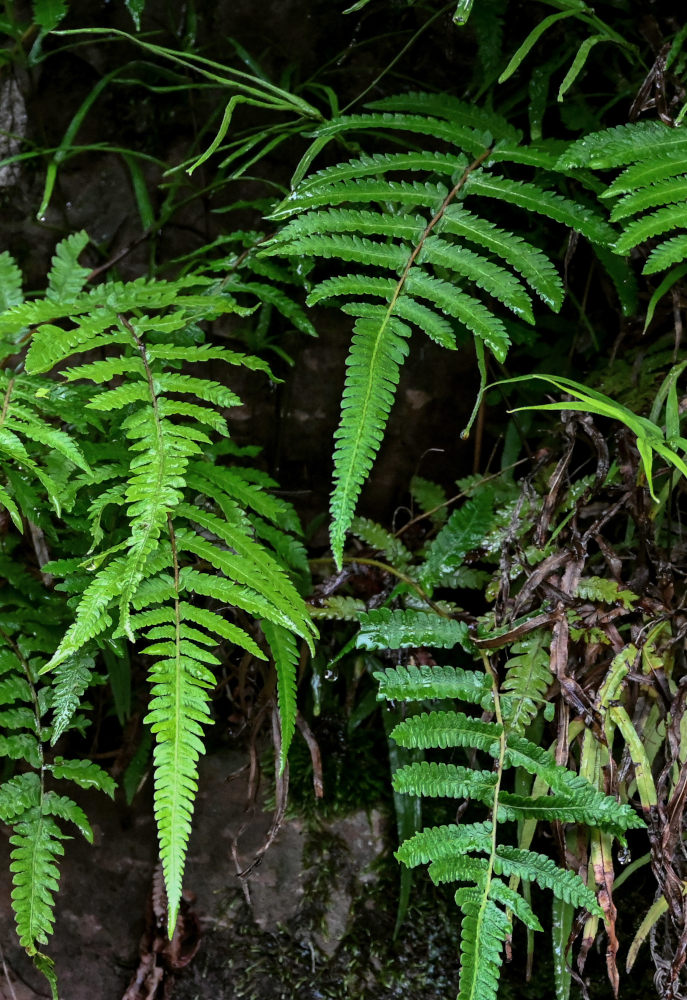 Image of Cyclosorus interruptus specimen.