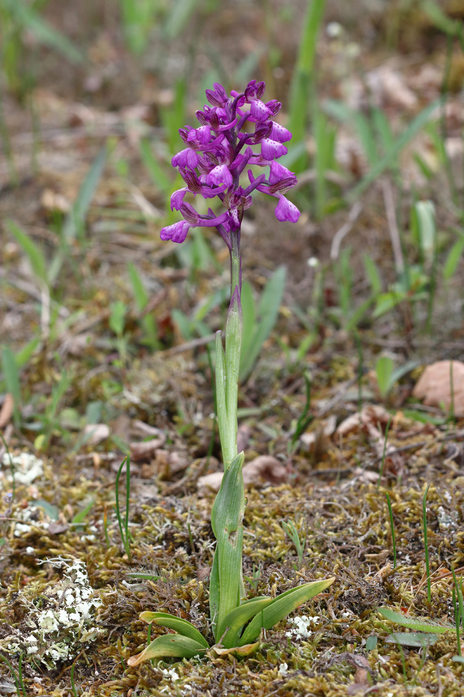 Изображение особи Anacamptis morio ssp. caucasica.