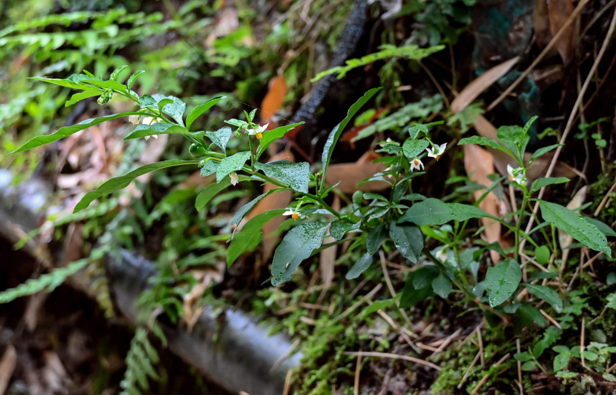 Изображение особи род Solanum.