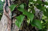 Hydrangea petiolaris. Часть ветви на стволе Quercus. Курильские о-ва, о-в Итуруп, долина р. Водопадная, широколиственный лес. 17.08.2023.