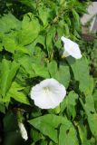 Calystegia sepium. Цветки и листья. Московская обл., окр. г. Электрогорск, дачный участок, сорное. 10.08.2024.