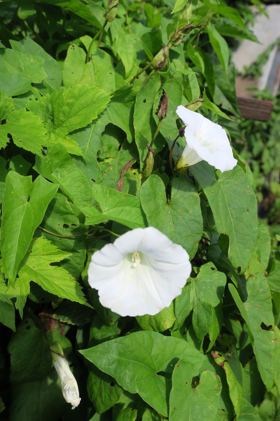 Image of Calystegia sepium specimen.