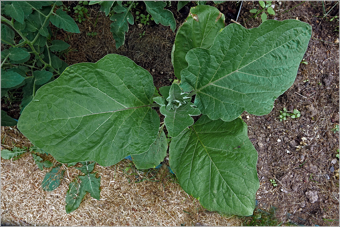 Image of Solanum melongena specimen.