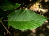 Carpinus betulus