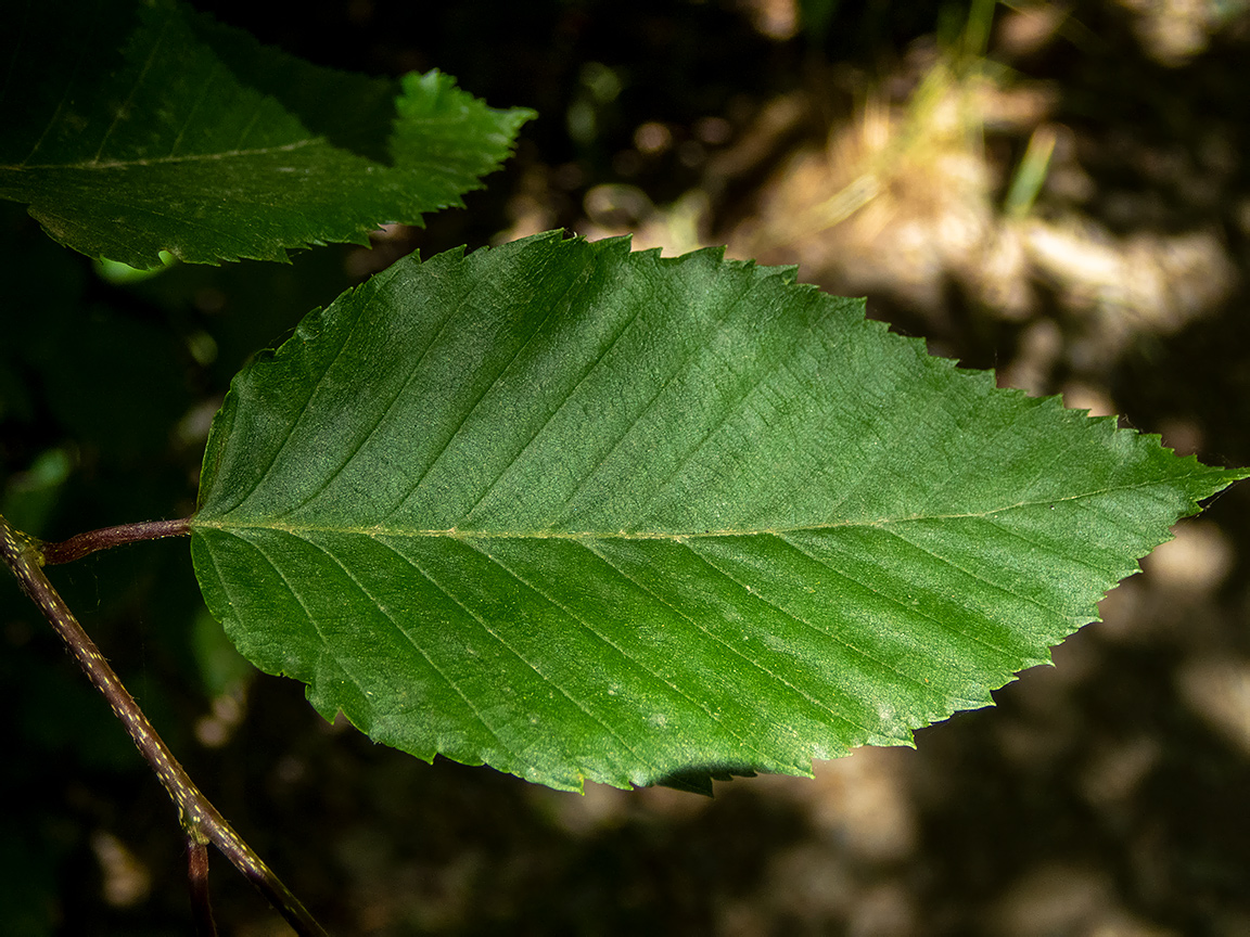 Изображение особи Carpinus betulus.