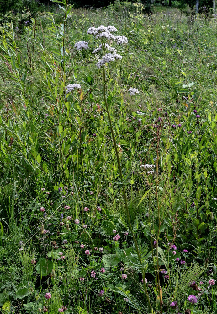 Image of Valeriana officinalis specimen.