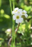 Androsace barbulata