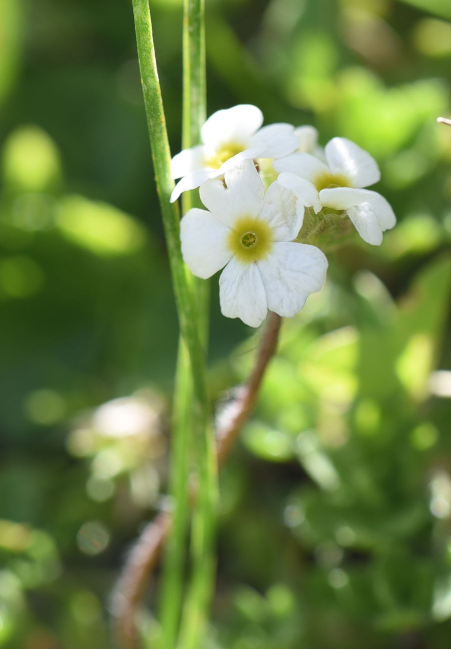 Изображение особи Androsace barbulata.