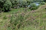 Centaurea scabiosa. Плодоносящие растения. Московская обл., Одинцовский гор. округ, окр. г. Звенигород, луговой склон. 18.08.2024.