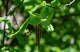 Corylus avellana. Верхушка ветви с мужским соцветием. Брянская обл., г. Брянск, долина р. Десна, широколиственный лес. 02.05.2024.