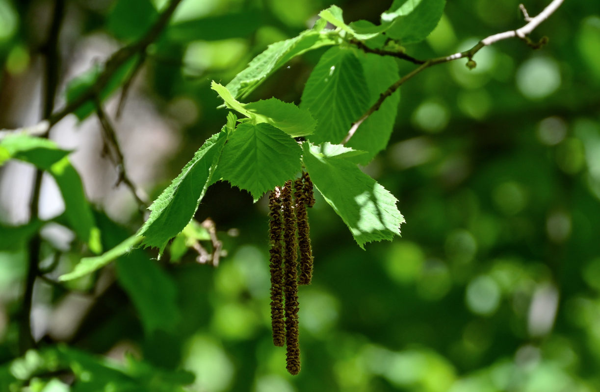 Изображение особи Corylus avellana.