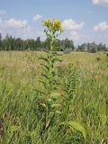 Senecio sarracenicus. Цветущие растения. Ульяновская обл., Мелекесский р-н, пойма р. Бирля, местами заболоченный солоноватый луг. 05.08.2023.