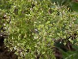 Cardaria draba