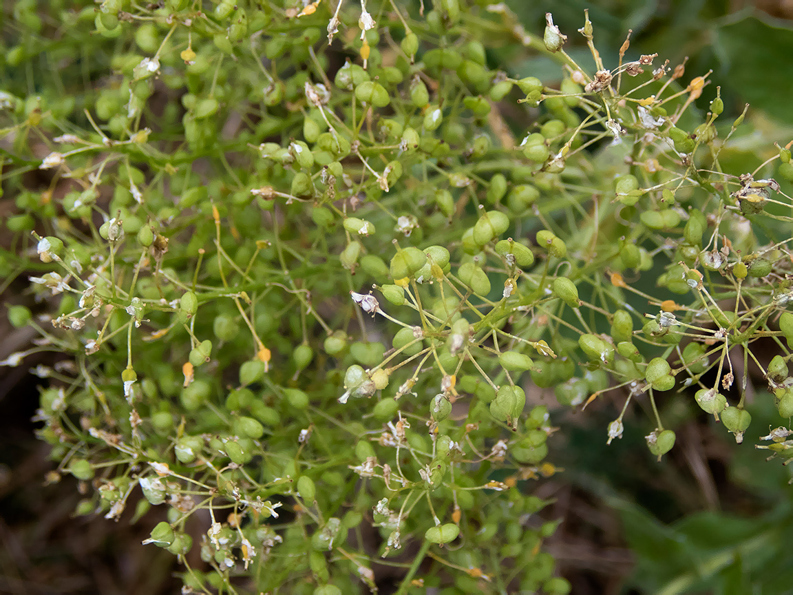 Image of Cardaria draba specimen.