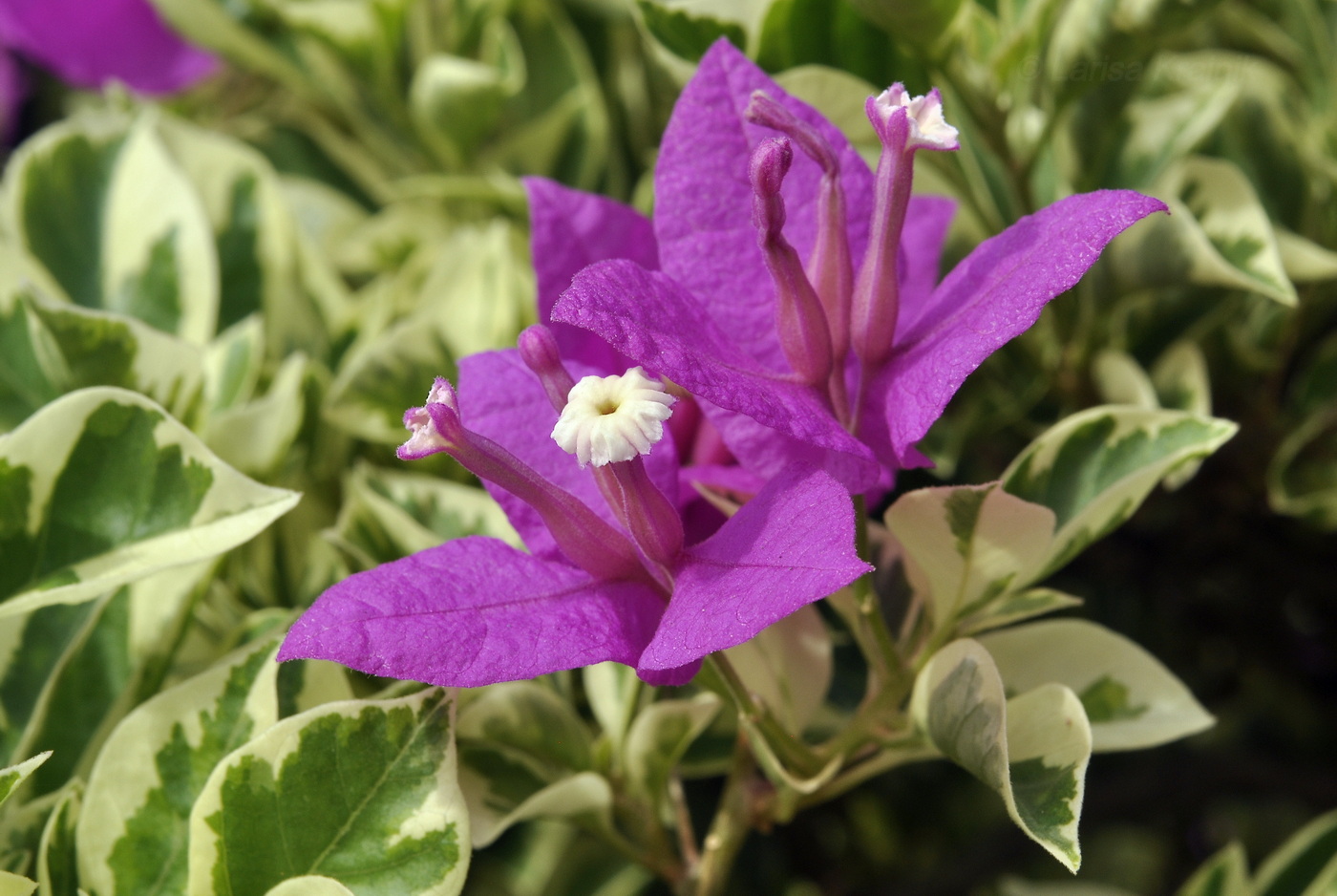 Image of genus Bougainvillea specimen.