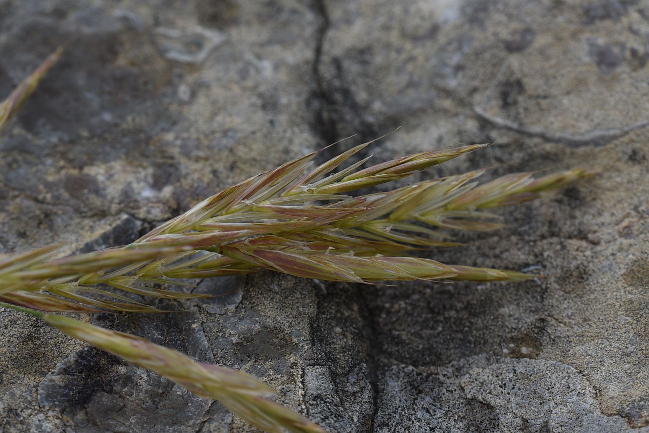 Image of familia Poaceae specimen.