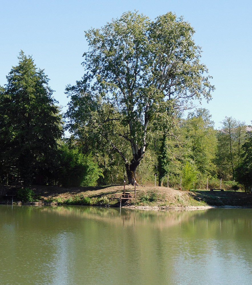 Image of Populus alba specimen.