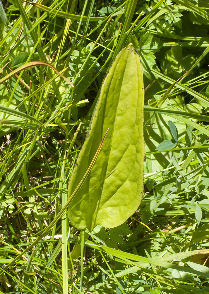 Image of Swertia iberica specimen.