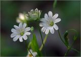 Stellaria holostea. Раскрывшиеся и отцветший цветки. Московская обл., Раменский р-н, окр. дер. Хрипань, садовый участок. 23.05.2024.