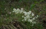 Schivereckia podolica. Куртина цветущих растений. Башкирия, Учалинский р-н, Тунгатаровский сельсовет, окр. дер. Яльчигулово, хр. Нурали, каменистый склон. 26 мая 2024 г.