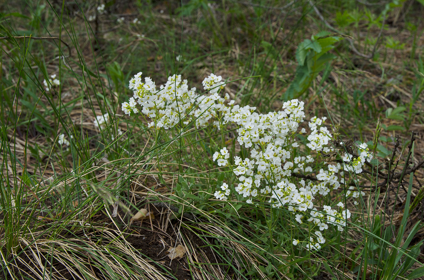 Image of Schivereckia podolica specimen.