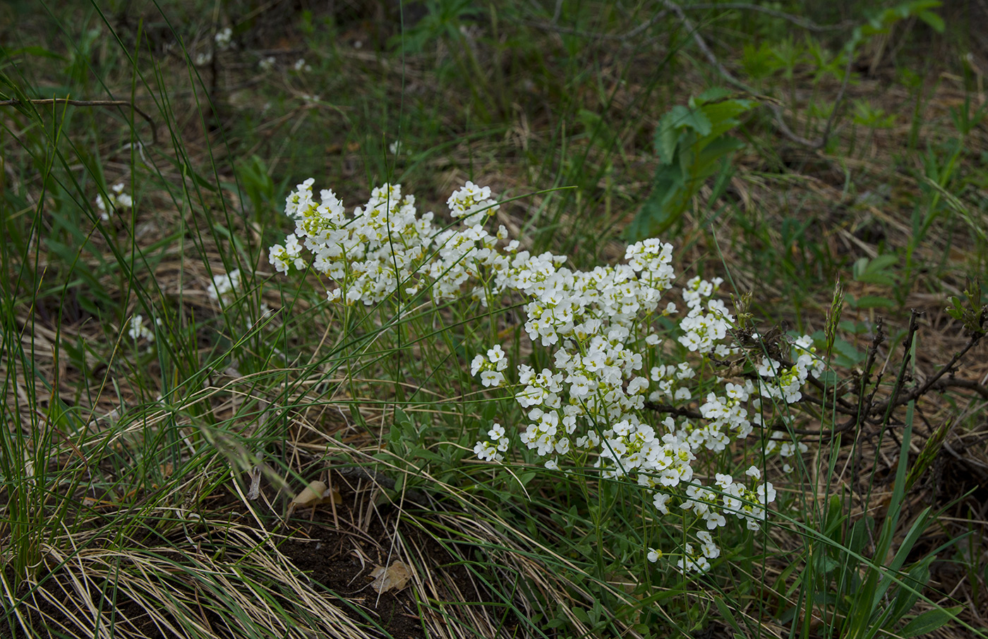 Изображение особи Schivereckia podolica.