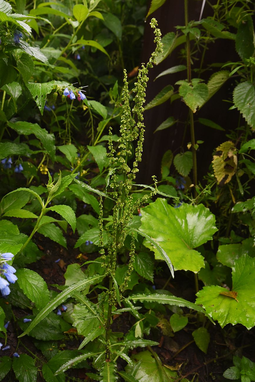 Изображение особи род Rumex.
