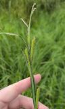 Carex aquatilis
