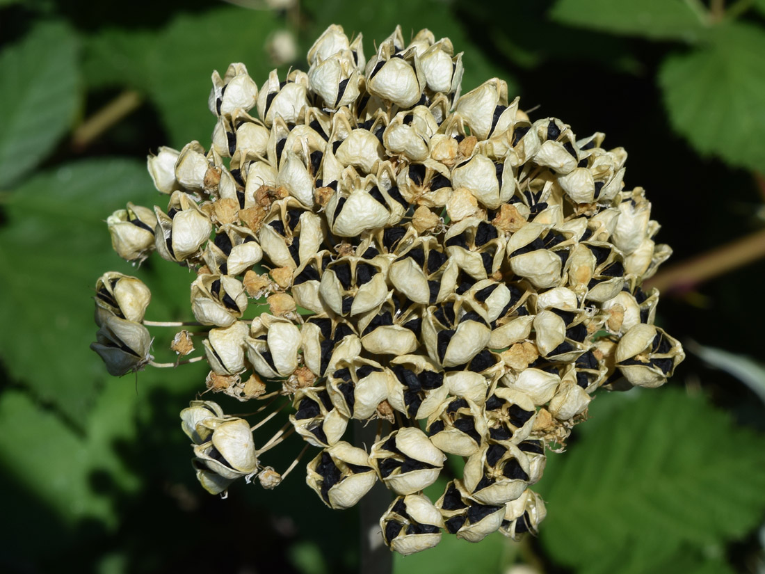Image of Allium suworowii specimen.
