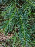 Cunninghamia konishii