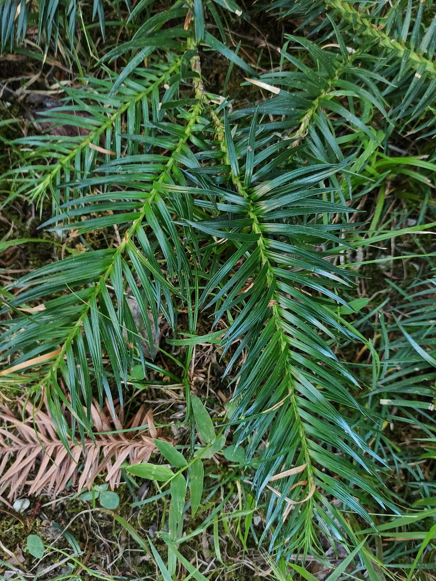 Image of Cunninghamia konishii specimen.