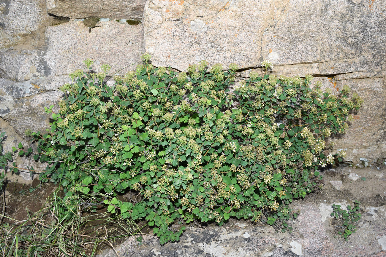 Image of Spiraea pilosa specimen.