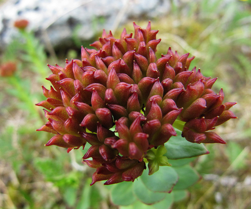 Image of Rhodiola rosea specimen.