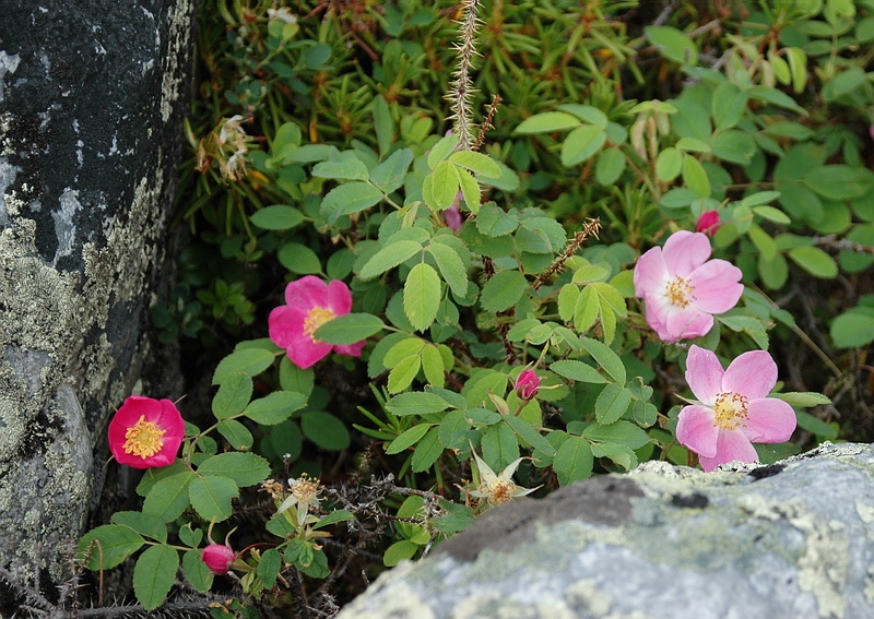 Изображение особи Rosa acicularis.