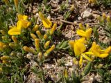 Смотреть изображение Genista scythica