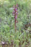 View full-size image Anacamptis collina subspecies fedtschenkoi