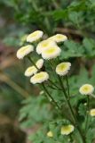Смотреть изображение Pyrethrum parthenium