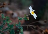 View full-size image Cistus salviifolius
